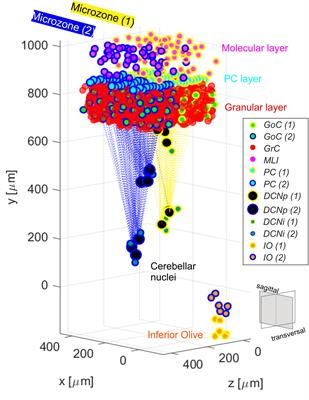 Response Dynamics in an Olivocerebellar Spiking Neural Network With Non-linear Neuron Properties